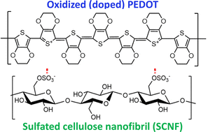 Graphical abstract: In situ polymerized PEDOT dispersions with sulfated cellulose nanofibrils for 1D and 2D conductors