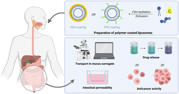 Graphical abstract: Impact of polyethylene glycol and polydopamine coatings on the performance of camptothecin-loaded liposomes for localised treatment of colorectal cancer