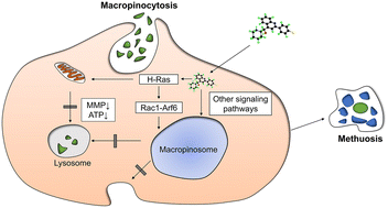 Graphical abstract: Progress in the discovery and development of small molecule methuosis inducers