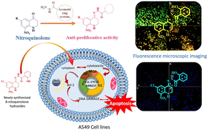 Graphical abstract: Anti-proliferative activity of nitroquinolone fused acylhydrazones as non-small cell human lung cancer agents