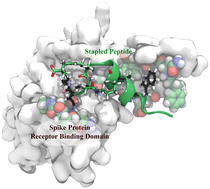 Graphical abstract: De novo design of a stapled peptide targeting SARS-CoV-2 spike protein receptor-binding domain