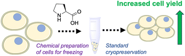 Graphical abstract: Proline pre-conditioning of Jurkat cells improves recovery after cryopreservation