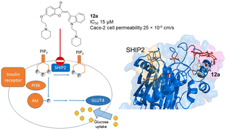 Graphical abstract: Discovery of aurones bearing two amine functionalities as SHIP2 inhibitors with insulin-sensitizing effect in rat myotubes