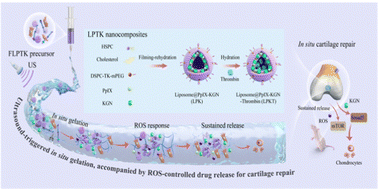 Graphical abstract: Ultrasound-triggered in situ gelation with ROS-controlled drug release for cartilage repair