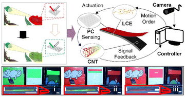 Graphical abstract: Chameleon-inspired active tunable structural color based on smart skin with multi-functions of structural color, sensing and actuation