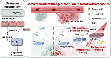 Graphical abstract: Learning from human metabolism for nanomedicine: a convertible bismuth-agent for tumour-selective theranostics