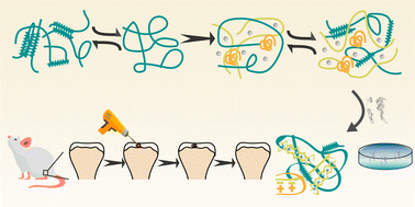 Graphical abstract: A natural polymer-based hydrogel with shape controllability and high toughness and its application to efficient osteochondral regeneration