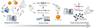 Graphical abstract: Metabolomics approach to understand molecular mechanisms involved in fungal pathogen–citrus pathosystems