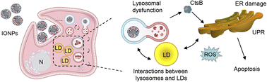 Graphical abstract: Iron oxide nanoparticles trigger endoplasmic reticulum damage in steatotic hepatic cells