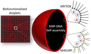 Graphical abstract: Charge controlled interactions between DNA-modified silica nanoparticles and fluorosurfactants in microfluidic water-in-oil droplets