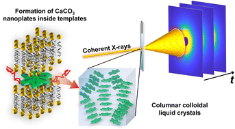 Graphical abstract: Experimental probing of dynamic self-organized columnar assemblies in colloidal liquid crystals