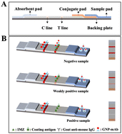 Graphical abstract: Gold nanoparticle-based immunochromatographic assay for rapid detection of imazalil