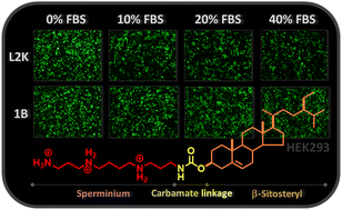 Graphical abstract: Synthesis, gene transfection efficiency, and serum compatibility of β-sitosterol-based cationic lipids with different headgroups