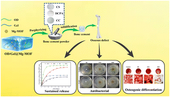 Graphical abstract: Regulating the release of Mg-MOF from degradable bone cement by coating Mg-MOF with oxidized dextran/gelatin