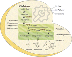 Graphical abstract: Engineering yeast for the production of plant terpenoids using synthetic biology approaches