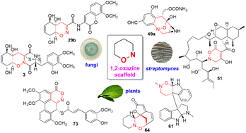 Graphical abstract: Natural products with 1,2-oxazine scaffold: occurrence, chemical diversity, bioactivity, synthesis, and biosynthesis