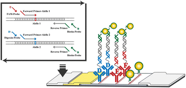 Graphical abstract: Universal probe-based SNP genotyping with visual readout: a robust and versatile method