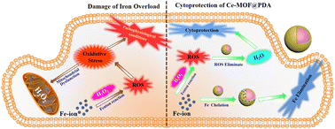 Graphical abstract: A Ce-MOF@polydopamine composite nanozyme as an efficient scavenger for reactive oxygen species and iron in thalassemia disease therapy