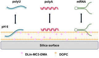 Graphical abstract: On the interactions between RNA and titrateable lipid layers: implications for RNA delivery with lipid nanoparticles