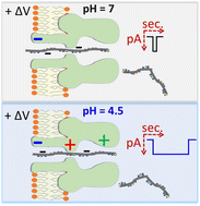Graphical abstract: Considerable slowdown of short DNA fragment translocation across a protein nanopore using pH-induced generation of enthalpic traps inside the permeation pathway