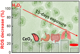 Graphical abstract: Conservation of the enzyme-like activity and biocompatibility of CeO2 nanozymes in simulated body fluids