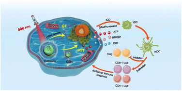 Graphical abstract: GSH/pH dual response drug delivery system for photothermal enhanced gene-immunotherapy