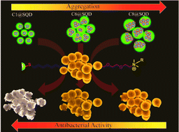 Graphical abstract: Post-functionalization of sulfur quantum dots and their aggregation-dependent antibacterial activity