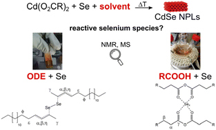 Graphical abstract: Selenium reduction pathways in the colloidal synthesis of CdSe nanoplatelets