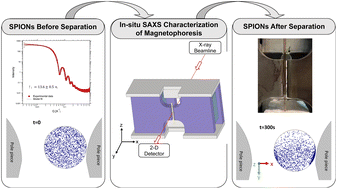 Graphical abstract: Numerical modeling and in situ small angle X-ray scattering characterization of ultra-small SPION magnetophoresis in a high field and gradient separator