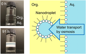 Graphical abstract: Kinetic description of water transport during spontaneous emulsification induced by Span 80