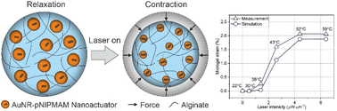 Graphical abstract: A multiscale approach to assess thermomechanical performance and force generation in nanorobotic microgels