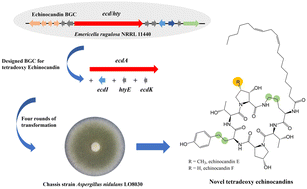 Graphical abstract: Unnatural tetradeoxy echinocandins produced by gene cluster design and heterologous expression