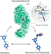 Graphical abstract: Resveratrol glucosylation by GTF-SI from Streptococcus mutans: computational insights into a GH70 family enzyme