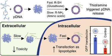 Graphical abstract: Nucleophile responsive charge-reversing polycations for pDNA transfection