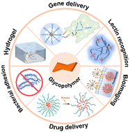 Graphical abstract: Glycopolymers based on carbohydrate or vinyl backbones and their biomedical applications