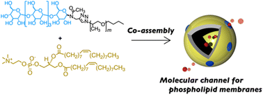 Graphical abstract: Bilayer-domain formation of thermoresponsive amphiphilic block copolymers in hybrid liposomes for synthetic molecular channels