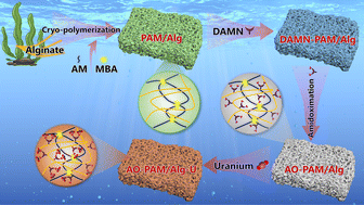 Graphical abstract: Alginate-based supermacroporous hydrogels fabricated by cryo-polymerization for uranium extraction from seawater