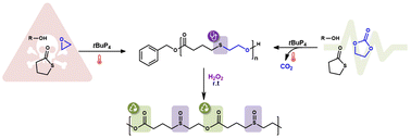 Graphical abstract: γ-Thiobutyrolactone – ethylene carbonate decarboxylative copolymerization, an original pathway to prepare aliphatic oxidizable poly(γ-thioether ester)