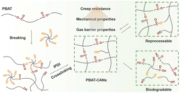Graphical abstract: Efficient conversion of poly(butylene adipate-co-terephthalate) into covalent adaptable networks via a chain breaking–crosslinking strategy
