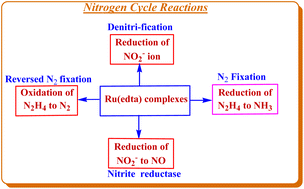 Graphical abstract: Prospect of Ru(edta) complexes in nitrogen cycle electrocatalysis: a mini review