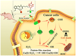 Graphical abstract: A mixed-valence biotinylated Cu(i/ii) complex for tumor-targeted chemodynamic therapy accompanied by GSH depletion