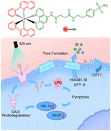 Graphical abstract: Photodegradation of carbonic anhydrase by iridium complexes for induction of immunogenic cell death under hypoxia