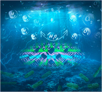 Graphical abstract: Interfacial engineering of FeWO4/Fe2O3 homometallic heterojunctions for synergistic electrocatalytic water splitting