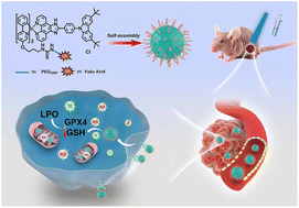 Graphical abstract: Folate-targeted iridium complexes amplify photodynamic therapy efficacy through ferroptosis