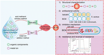 Graphical abstract: Discovery of metal complexes with antibacterial properties in aqueous extracts of Radix scutellariae and a study of the antibacterial properties of the baicalin–manganese complex