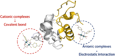 Graphical abstract: Charge effect in protein metalation reactions by diruthenium complexes