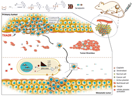 Graphical abstract: Seratrodast platinum(iv) hybrids efficiently inhibit cancer-related thrombosis and metastasis phenotype in vitro and in vivo