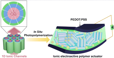 Graphical abstract: Ionic electroactive PEDOT:PSS/liquid-crystalline polymer electrolyte actuators: photopolymerization of zwitterionic columnar liquid crystals complexed with a protic ionic liquid