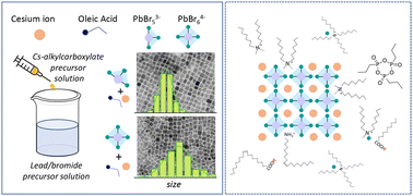 Graphical abstract: Molecular insights into the growth and time evolution of surface states of CsPbBr3 nanoparticles synthesized using a scalable room temperature approach