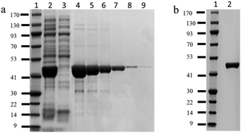 Graphical abstract: Gold nanoparticle-based immunochromatographic assay for the rapid detection of the SARS-CoV-2 Omicron variant